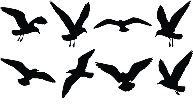 Seagull silhouette vector set, flying birds collection in black shapes, coastal seabirds in flight isolated, minimal animal clipart for logo design, beach, ocean, wildlife and nature illustration