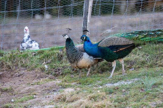 Couple de paons se d&eacute;pla&ccedil;ant en ext&eacute;rieur dans un enclos avec grillage, avec un m&acirc;le aux plumes color&eacute;es et une femelle &agrave; ses c&ocirc;t&eacute;s.