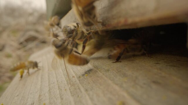 Honey bees returning to hive with pollen