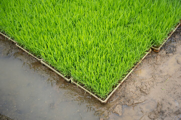 Green rice seedlings neatly arranged in nursery trays on muddy paddy field