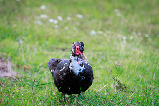 Muscovy duck standing on grass in Plimmerton, New Zealand (Cairina moschata)