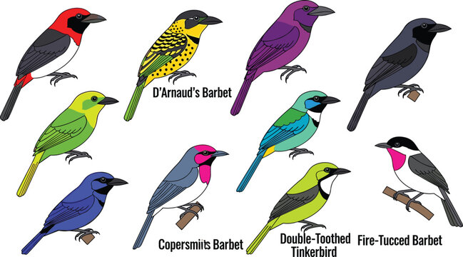 Colorful Bird Vector Set Featuring D'Arnaud's Barbet, Coppersmith's Barbet, Double-Toothed Tinkerbird, and Fire-Tufted Barbet Species for Nature and Wildlife Illustrations