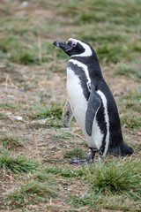 Fototapeta premium breeding adult Magellanic penguin standing on ground with grass at Magdalena island, Chile