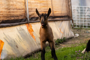Young goat standing upright in a farmyard near a rustic building with tongue slightly sticking out, captured in natural light with detailed fur texture and playful expression. © Daanree