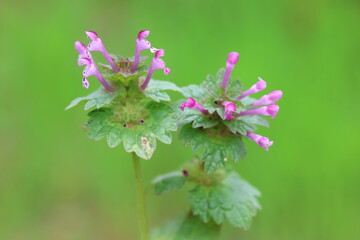 Macro Shot of Purple Henbit Dead-Nettle Blooms (Lamium amplexicaule) in a Spring Meadow © UMIT
