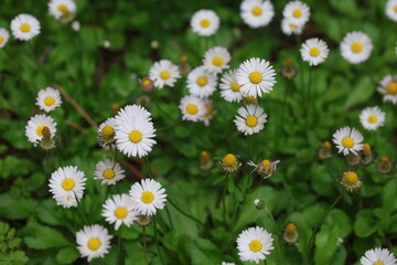 Lush cluster of common white daisies (Bellis perennis) blooming in a green spring field  © UMIT