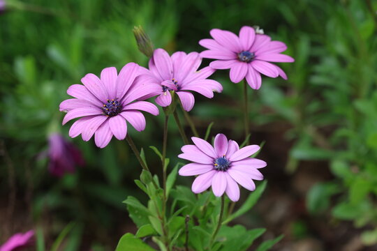 Dimorphotheca ecklonis, also known as Cape marguerite
