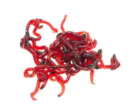 red worms for fishing bait on a white background
