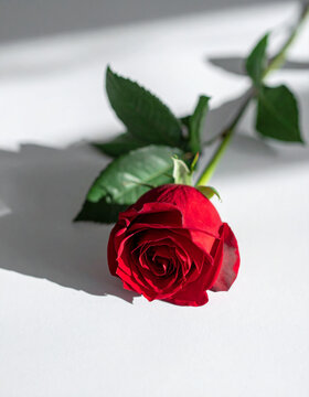 single red rose