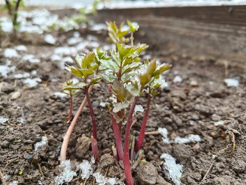 Young lovage plant with fresh green leaves covered by spring snow in a garden. Contrast of early growth and cold weather conditions.