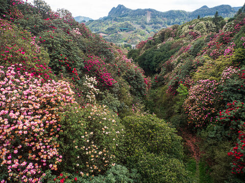 Baili Dujuan National Forest Park located in Guizhou Province, China. It is known for having the largest primitive azalea forest in the world, stretching over 50 kilometers.