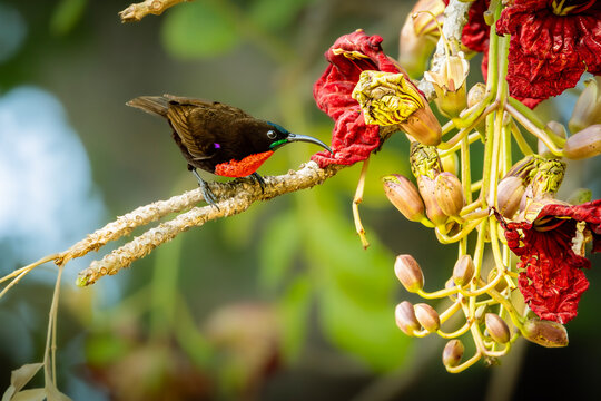 Male Scarlet-chested Sunbird feeding on flowers with bill extended, Kruger National Park, South Africa