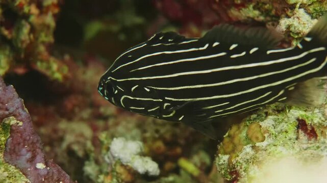 Underwater footage captures the vibrant Sixline Soapfish Grammistes sexlineatus gracefully navigating a colorful coral reef. This distinctive fish, also known as the Goldenstriped Soapfish, is charact