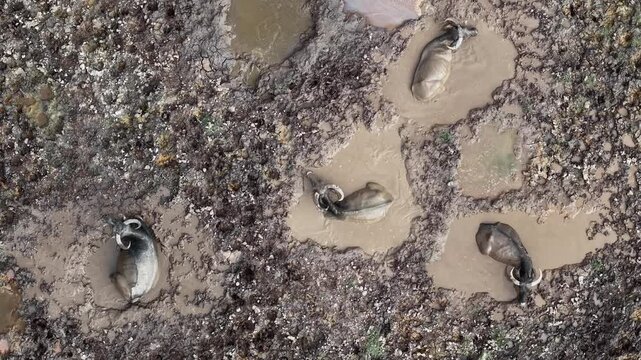Aerial footage of buffaloes wallowing in muddy pools on cracked mudland.