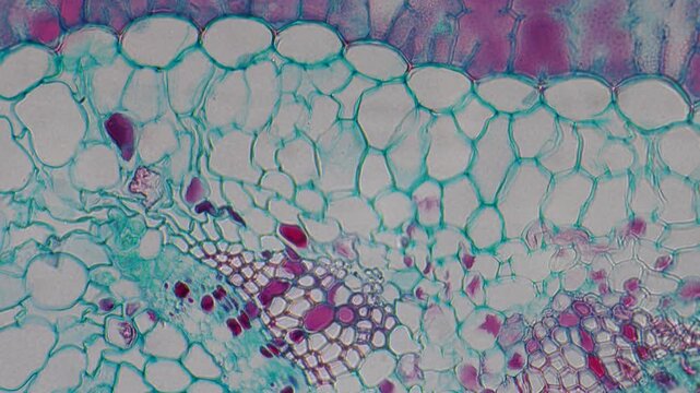 Microscopic Tissue Cells Pine Leaf. Microscopic view of stained pine leaf tissue showing cellular structure. Scientific video of pine leaf cross section. Detailed cellular structures are visible.