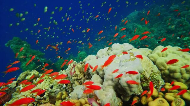 Underwater footage captures a thriving coral reef ecosystem teeming with colorful marine life. A large school of vibrant red fish, possibly Sea Goldies or Anthias, swims gracefully amidst diverse cora