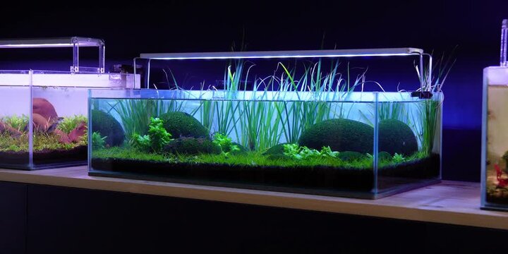 Aquascape Aquascaping Fish tank