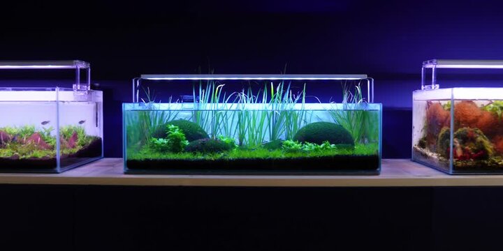 Aquascape Aquascaping Fish tank