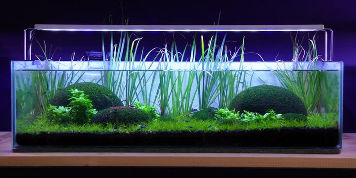 Aquascape Aquascaping Fish tank