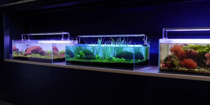 Aquascape Aquascaping Fish tank