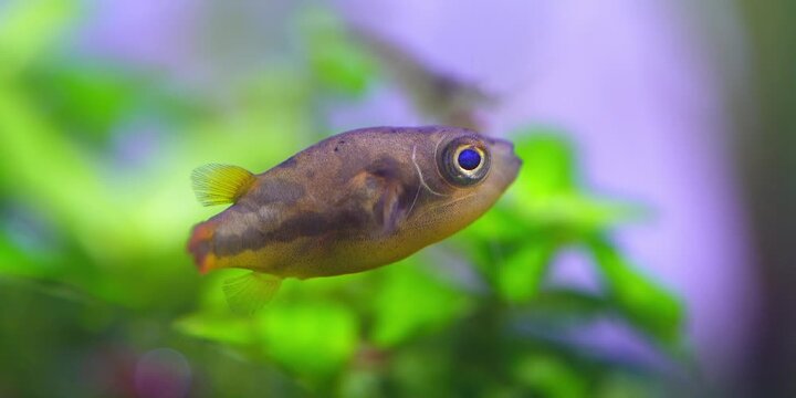 Pea Puffers Puffer fish