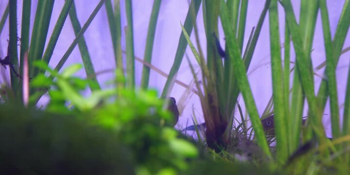 Pea Puffers Puffer fish