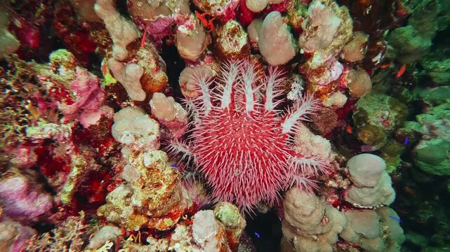 close up shot of a Crown of Thorns Starfish Acanthaster planci moving across a colorful coral reef, highlighting its unique morphology and the delicate marine ecosystem.