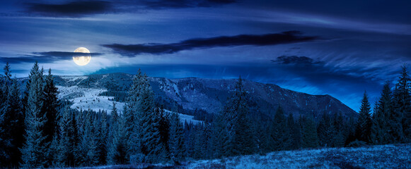 Obraz premium fir trees on a meadow down the hill to coniferous forest in mountains of Romania nature at night. full moon over mysterious panorama view of remote colorful forest at the foot of a mountain in autumn