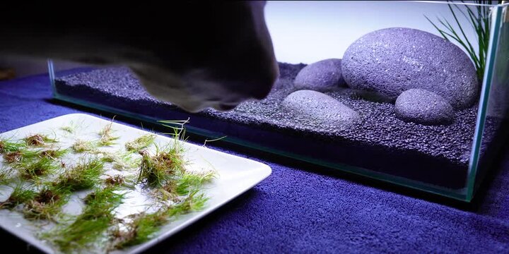 Aquascape Aquascaping Fish tank