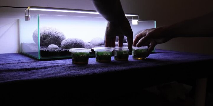 Aquascape Aquascaping Fish tank