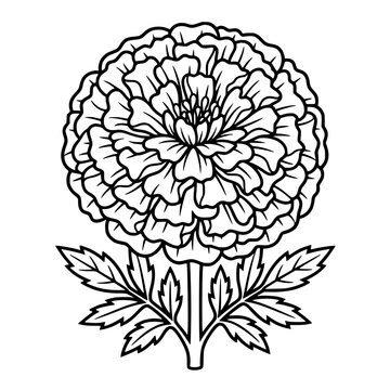 Tagetes patula ornamental marigold flower decorative dense petals garden plant illustration