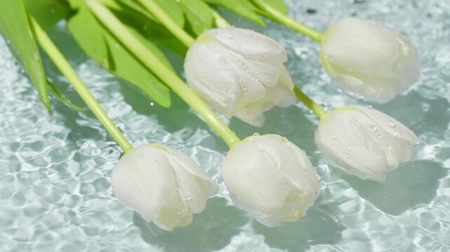 White tulips with water droplets on rippling water