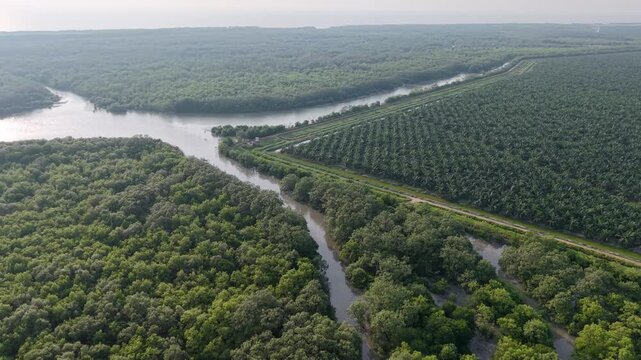 Aerial view of mangrove forest and palm plantation