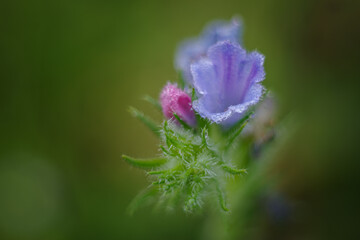 Makrofotografia kwiatów żmijowca zwyczajnego (Echium vulgare). Zbliżenie na niebieskie kwiaty i różowy pąk pokryte drobną rosą, na rozmytym zielonym tle. Naturalna tekstura i detale rośliny. © Henryk Niestrój