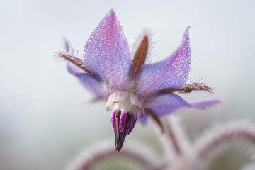 Fioletowy kwiat ogórecznika lekarskiego (Borago officinalis) z bliska, pokryty drobnymi kroplami porannej rosy. Makrofotografia ukazująca detale pręcików, owłosionych płatków i świeżość natury. © Henryk Niestrój