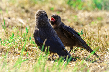 Dorosła kawka karmiąca pisklę na trawie. Naturalne zachowanie ptaków, karmienie młodych w okresie lęgowym. Zbliżenie na detale upierzenia i szeroko otwarty dziób młodego ptaka. © Henryk Niestrój