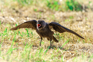 Młoda kawka na trawie z szeroko otwartym dziobem i rozpostartymi skrzydłami. Pisklę domagające się pożywienia, naturalne zachowanie ptaków w okresie lęgowym, zbliżenie na detale upierzenia. © Henryk Niestrój