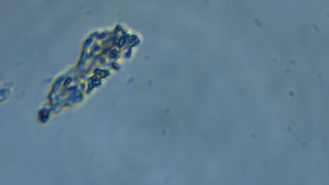 real microscopic footage capturing living microorganisms in natural freshwater. The video shows authentic movement of protozoa, ciliates, rotifers, microalgae, and other aquatic microfauna