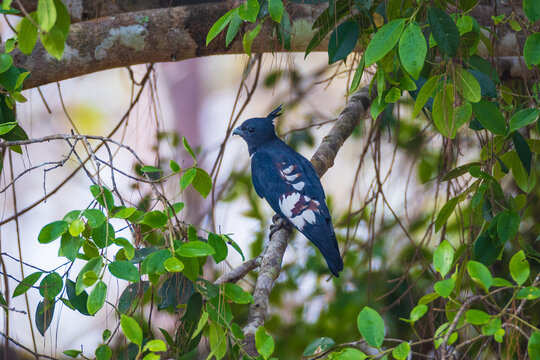 Black baza (Aviceda leuphotes) bird perched on a branch.