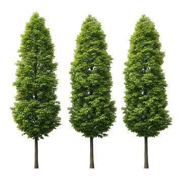 Fresh green broccoli florets with thick stems on display