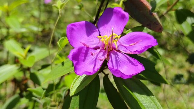 Malabar melastome or Indian rhododendron flowers blooming in an outdoor garden, with the scientific name (Melastoma malabathricum)