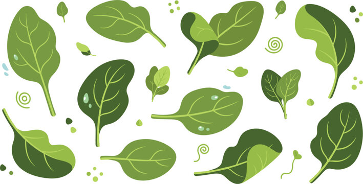 Fresh spinach leaves collection with green leafy vegetable elements, organic salad ingredient vector illustration set for healthy food and cooking design