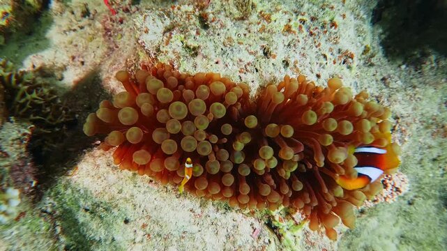 beautiful orange and white clownfish Amphiprion ocellaris finds shelter and protection within the swaying tentacles of its host sea anemone on a vibrant coral reef.
