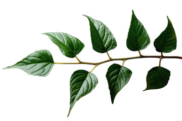 Fototapeta premium Branch with lush green leaves showcasing natural growth, spring and environmental themes. Transparent background