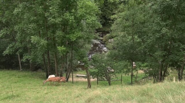 Antelopes deer animals nature plants trees stream river water mountain