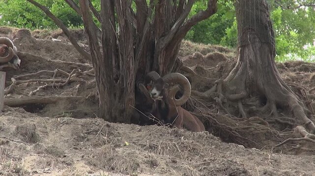 Billy goats buck Ibex Markhor face horns looking trees animal mammal nature