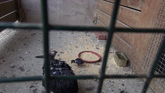 Birds black feathers mother offspring little small eating farm fence captivity