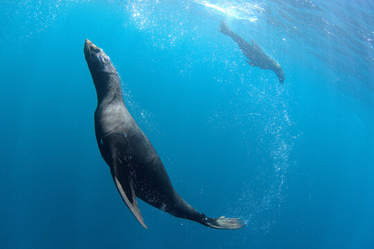 Sea lions elegantly swimming in circles