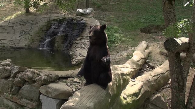 Black bear standing sitting eating animal pond water captivity enclosure log zoo