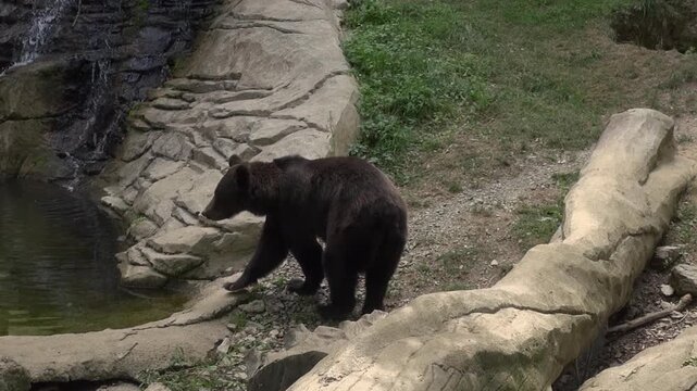 Black bear walking turning animal pond water captivity enclosure log zoo